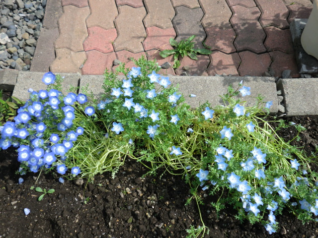 ネモフィラ 種まきから開花まで